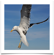 Landing Imminent - Carol Sparkes